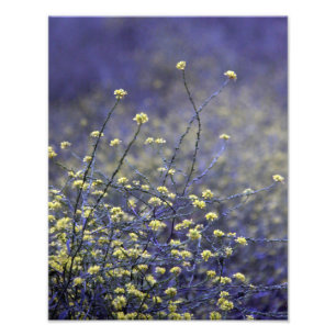 Foto Danza del Wildflower