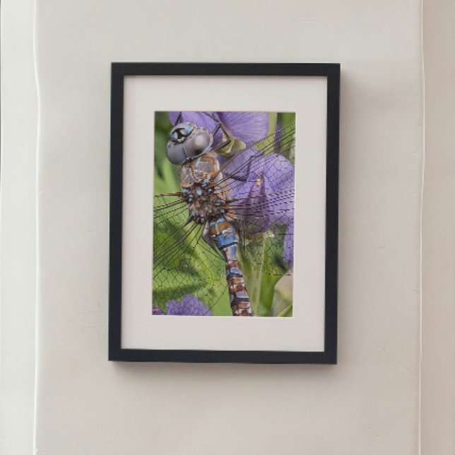 Foto Darner Dragonfly de ojos azules sobre la flor (In Situ Framed)