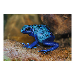 Foto Dart Frog Dendrobates Azureus