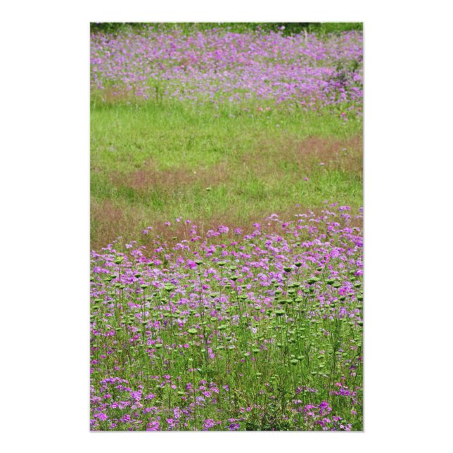 Foto Daucus carota creciendo (Frente)