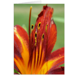 Foto Daylily Macro