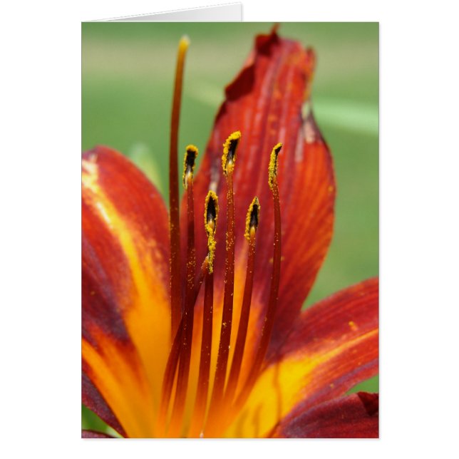 Foto Daylily Macro (Frente)