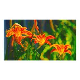 Foto Daylily Trio