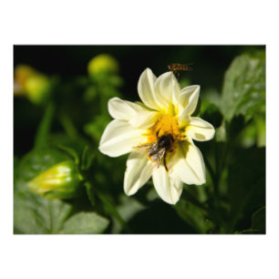 Foto de abejorros y dahlia blanca