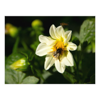 Foto de abejorros y dahlia blanca
