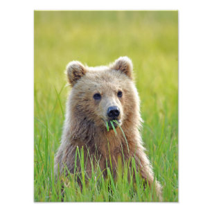 Foto de acabado satinado de oso pardo de 12x16