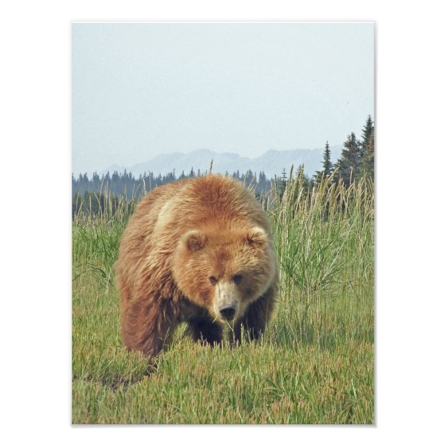 Foto de acabado satinado de oso pardo de 12x16 (Frente)