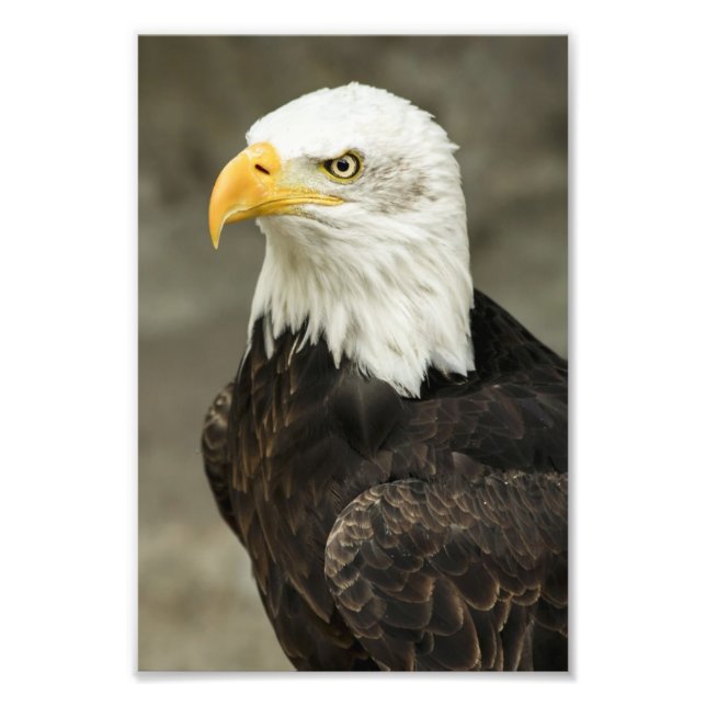 Foto de águila calva (Frente)