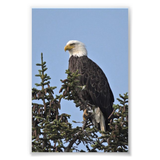 foto de águila de 6x4 (Frente)