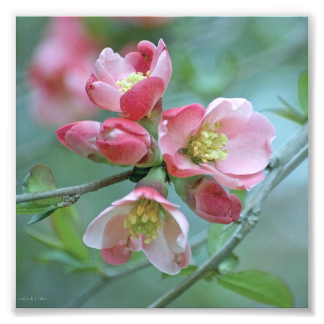 Foto de Apple Blossom #P0356 (Frente)