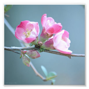 Foto de Apple Blossom #P0358