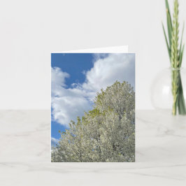 Foto de árbol blanco cielo azul nubes