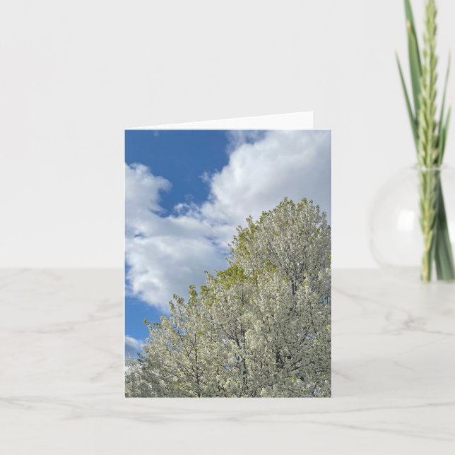 Foto de árbol blanco cielo azul nubes (Anverso)