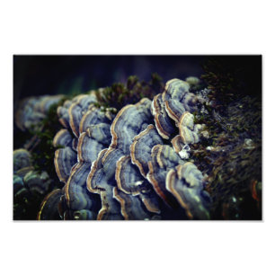 Foto de árbol de hongos en papel fotográfico profe