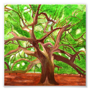 Foto de árbol de roble