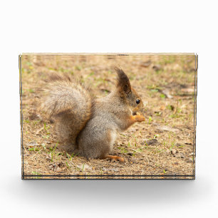 Foto de ardilla linda comiendo una nuez