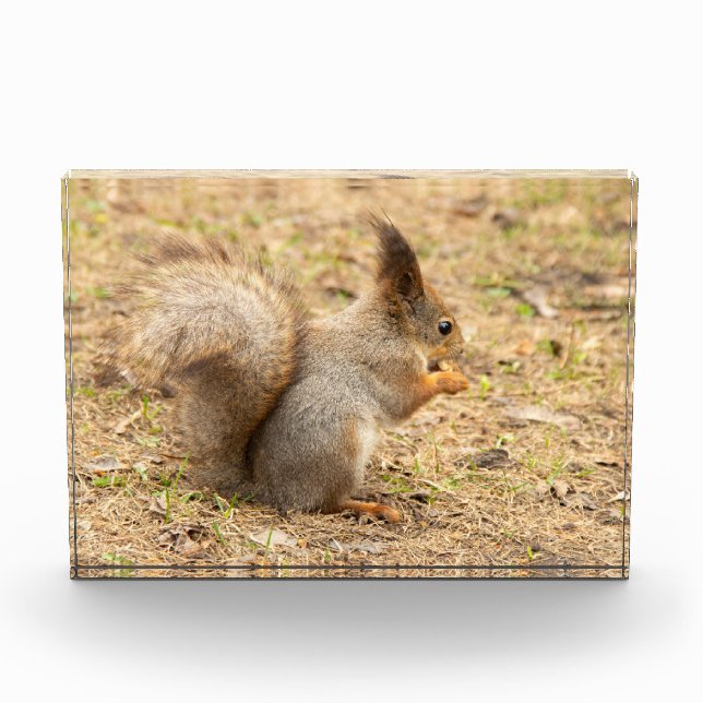 Foto de ardilla linda comiendo una nuez (Anverso)