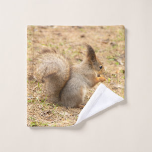 Foto de ardilla linda comiendo una nuez