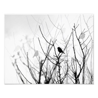 Foto de arte blanco y negro, naturaleza, pájaros,