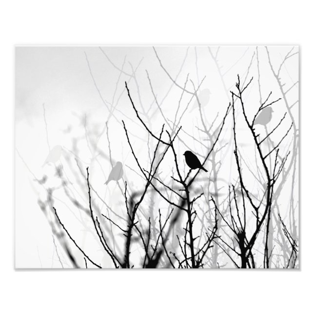 Foto de arte blanco y negro, naturaleza, pájaros,  (Frente)