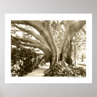 Foto de arte fino de árbol en blanco y negro sepia