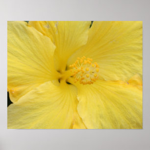 Foto de arte fino de Hibisco Amarillo Hawaiano
