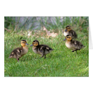 Foto de Baby Ducks