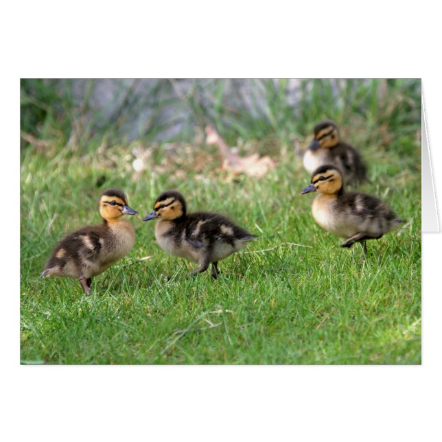 Foto de Baby Ducks (Anverso (Horizontal))