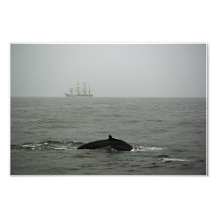 Foto de ballena jorobada y barco de altura