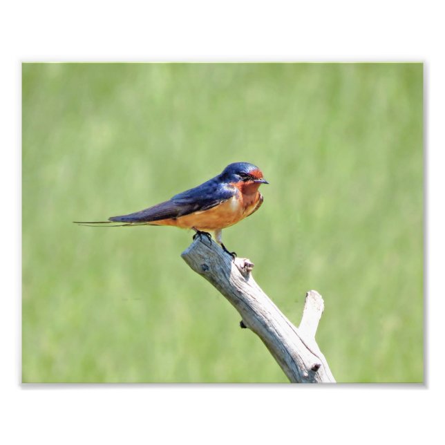 Foto de Barn Swallow (Frente)