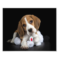 Foto de Beagle Puppy