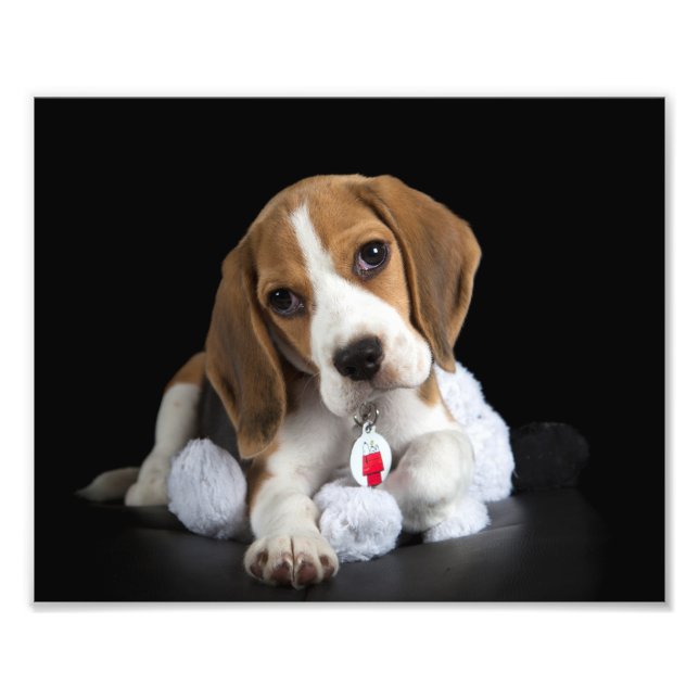 Foto de Beagle Puppy (Frente)