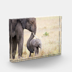 Foto de bebé de elefante amada por la madre