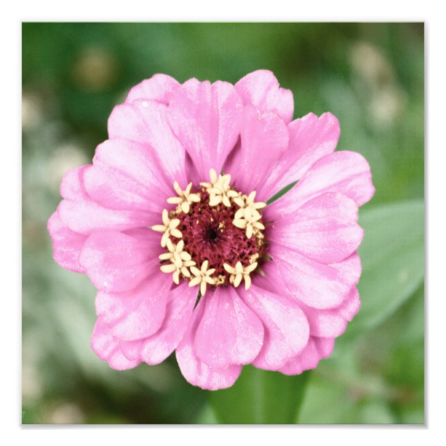 Foto de belleza de Johann (Frente)