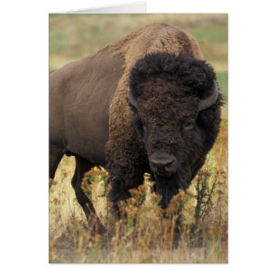Foto de Bison