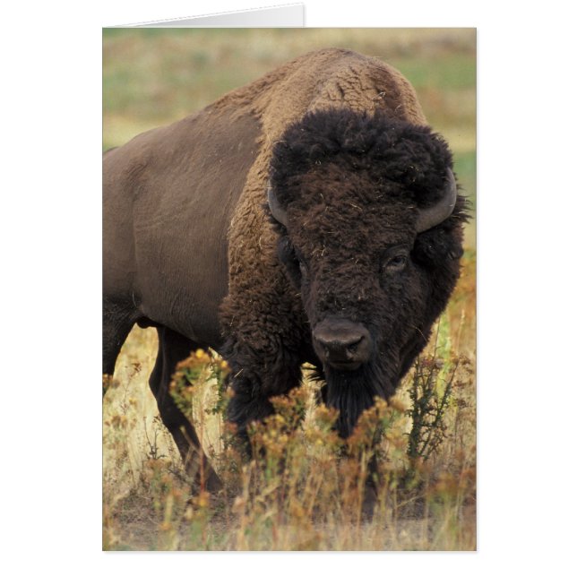 Foto de bisonte (Frente)