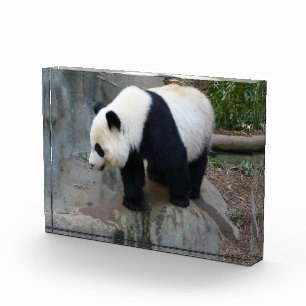 Foto de Bloque de oso Panda