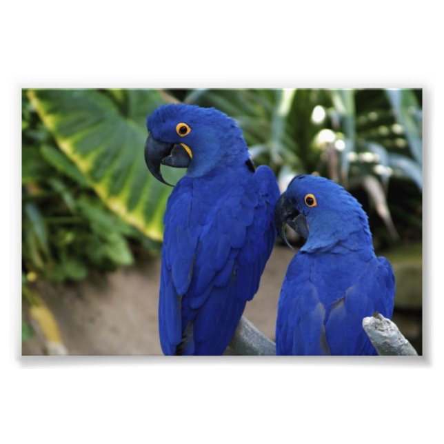 Foto de Blue Parrots (Frente)