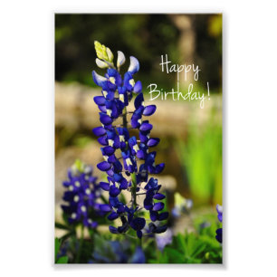 Foto de Bluebonnet "Feliz Cumpleaños"