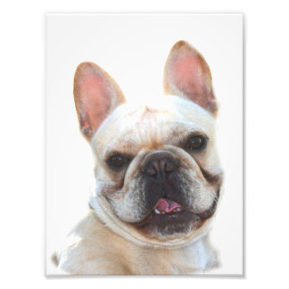Foto de bulldog francés