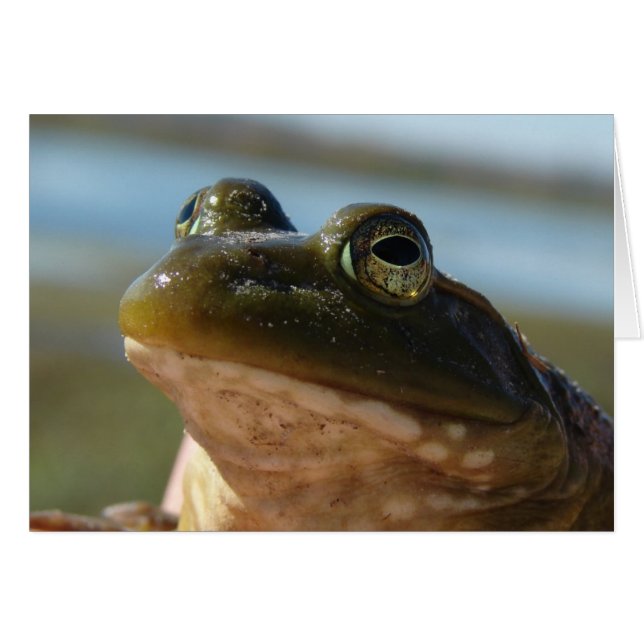Foto de Bullfrog, Prince Humor (Anverso (Horizontal))