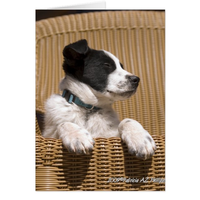 Foto de cachorro Border Collie Heeler Mix dormido (Frente)