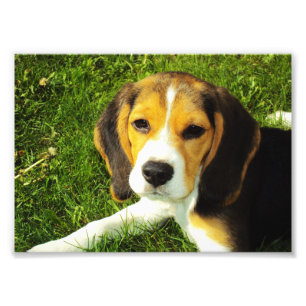 Foto de cachorro de Beagle