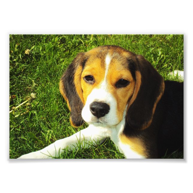 Foto de cachorro de Beagle (Frente)