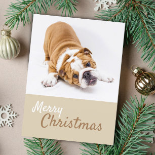 Foto de cachorro de Bulldog Inglés Navidad Persona