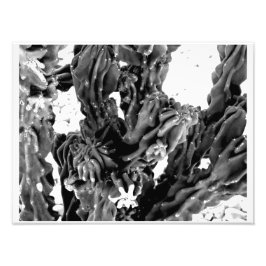 Foto de Cactus de Alto Contraste // Blanco y Negro