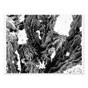 Foto de Cactus de Alto Contraste // Blanco y Negro