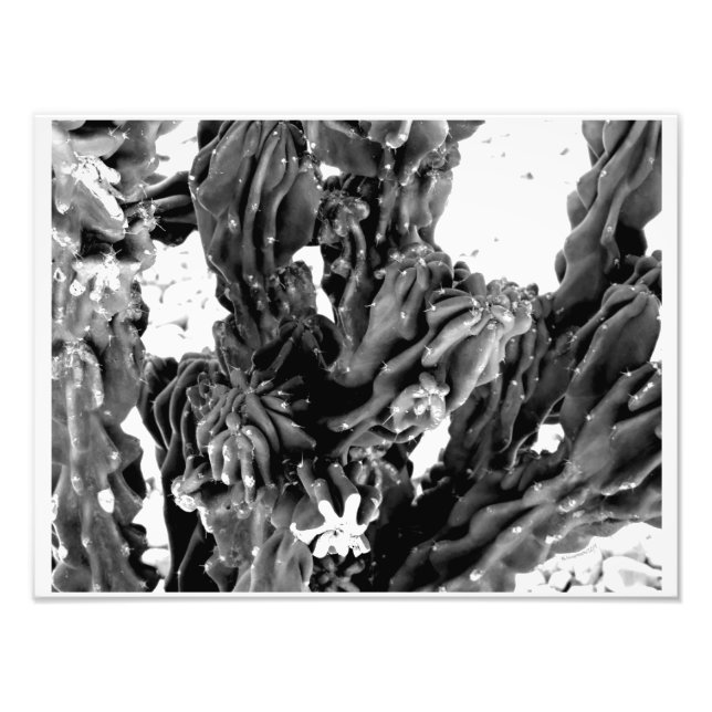Foto de Cactus de Alto Contraste // Blanco y Negro (Frente)