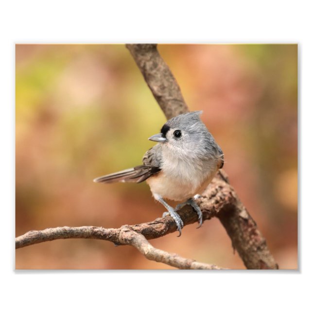 Foto de caída de Titmouse (Frente)