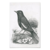 Foto de camboyano Bird 2 por Vannak Anan Prum